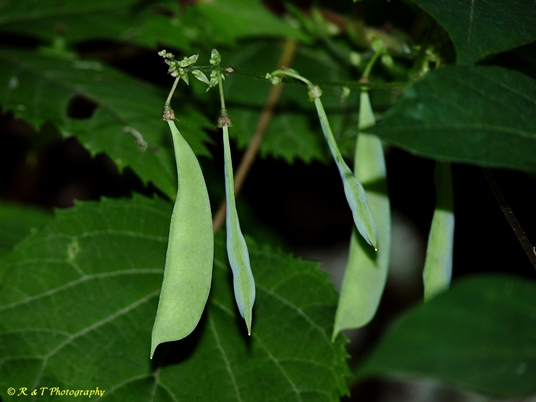 {Phaseolus polystachios}